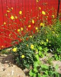 Sonchus arvensis