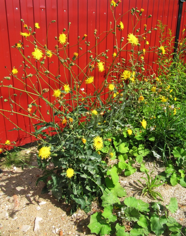 Image of Sonchus arvensis specimen.