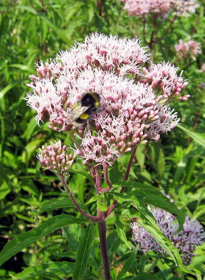 Image of Eupatorium cannabinum specimen.