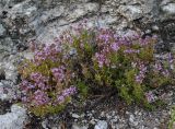 Thymus rasitatus. Цветущее растение на разрушающейся скальной породе. Восточно-Казахстанская обл., левый берег Бухтарминского вдхр., бухта Аюда. 04.08.2010.