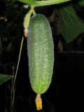 Cucumis sativus