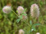 Trifolium arvense. Верхушки побегов с соцветиями. Смоленская обл., Смоленский р-н, окр. дер. Жарь. 29.08.2011.