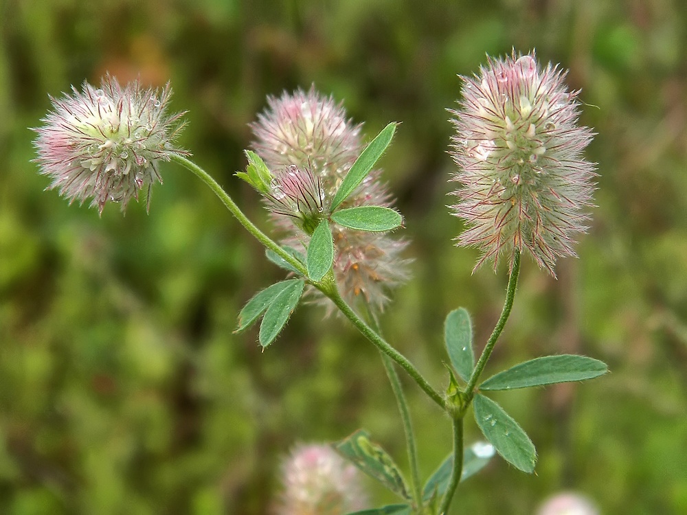 Image of Trifolium arvense specimen.