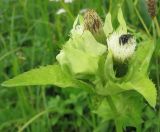 Cirsium oleraceum