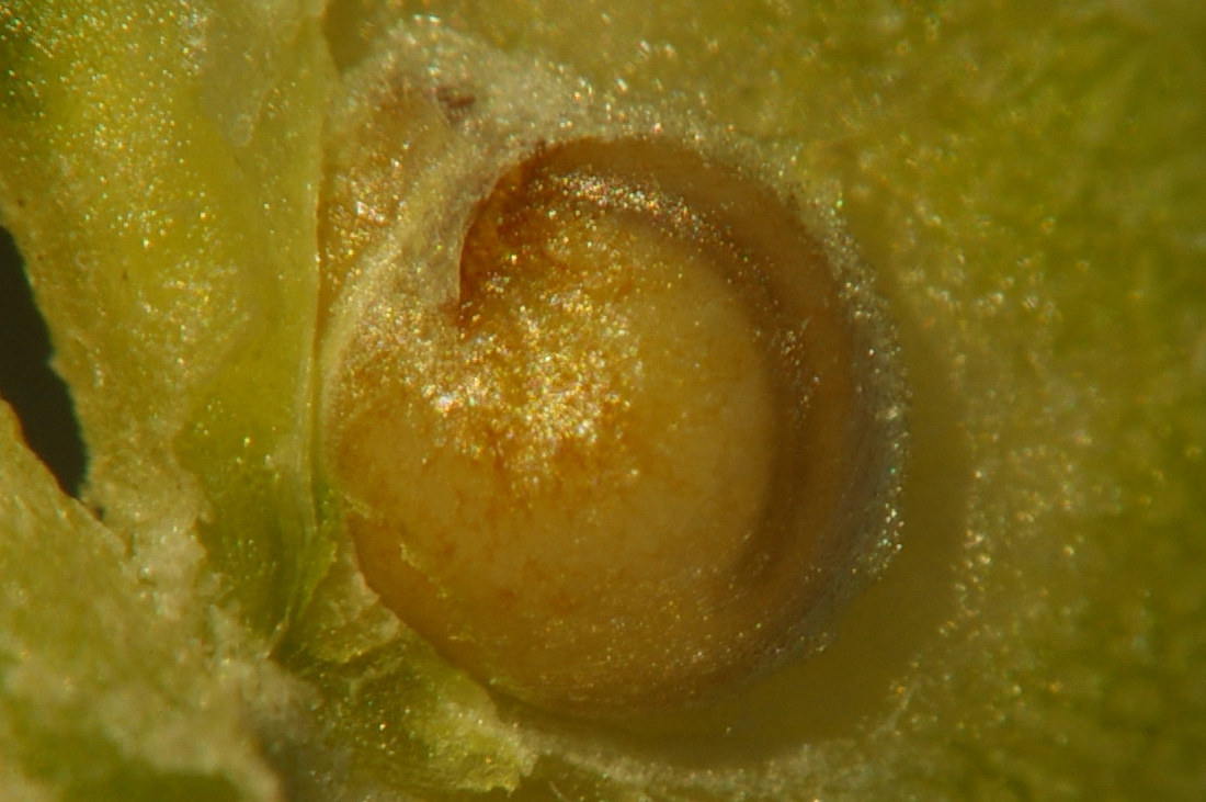 Image of Atriplex tatarica specimen.