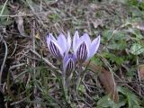 Crocus reticulatus