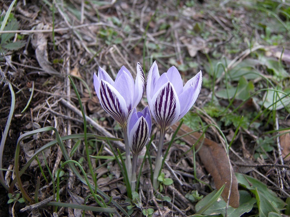 Изображение особи Crocus reticulatus.