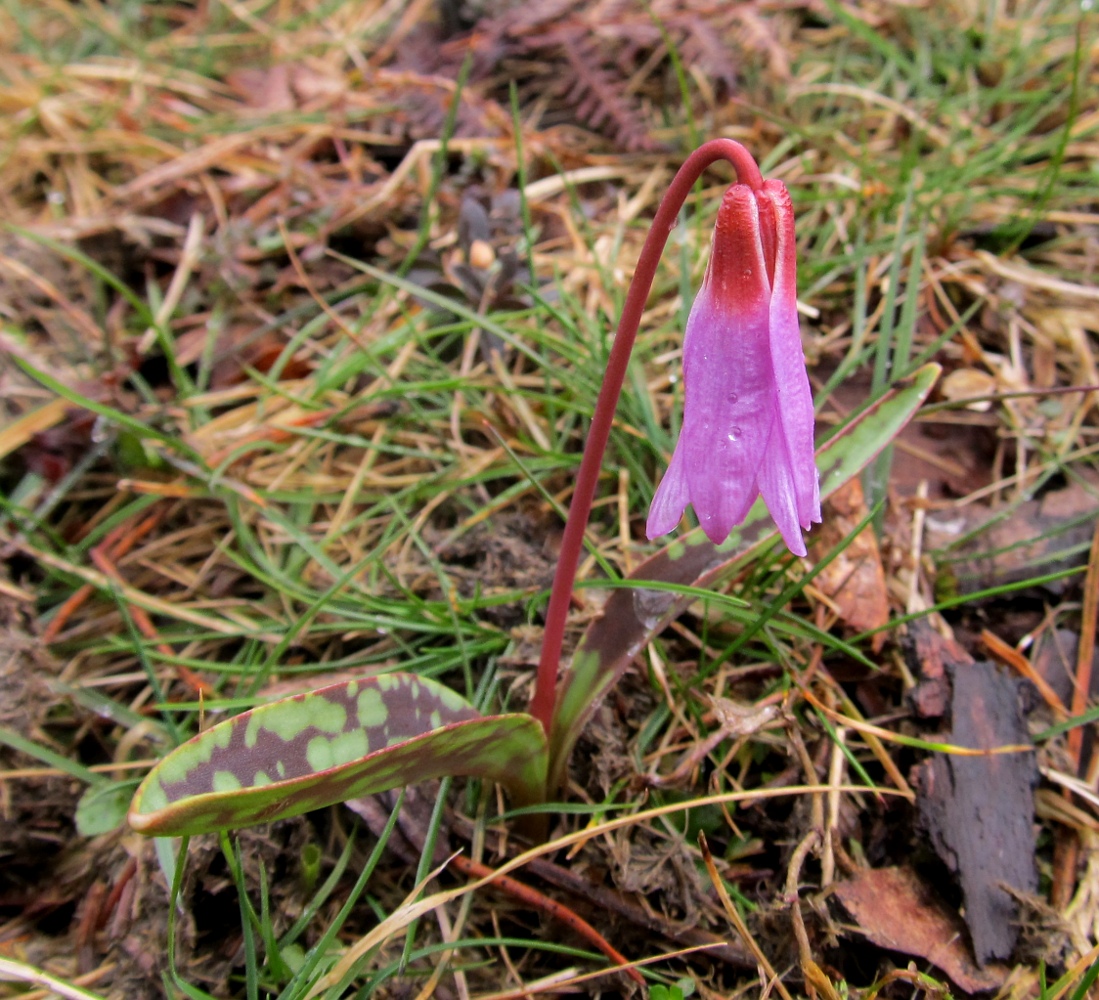 Image of Erythronium dens-canis specimen.