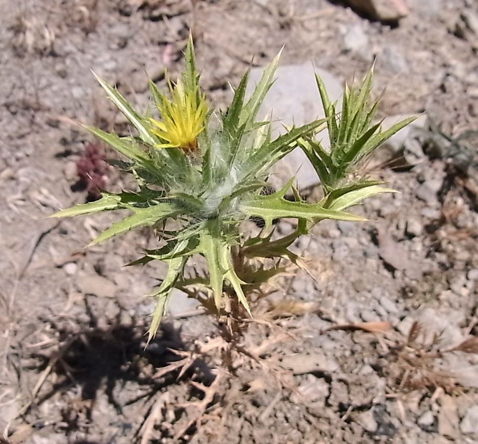 Image of Carthamus lanatus specimen.
