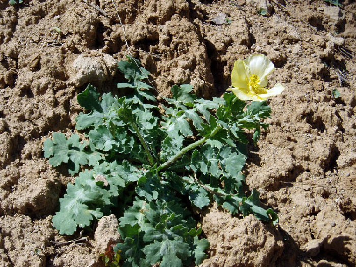 Image of Glaucium fimbrilligerum specimen.