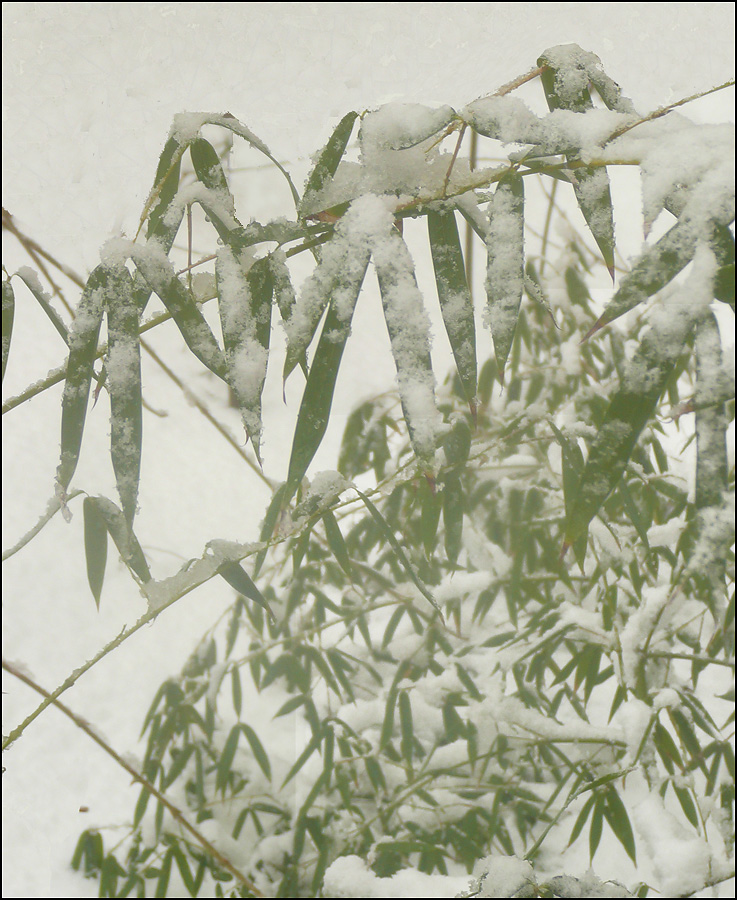Image of genus Phyllostachys specimen.