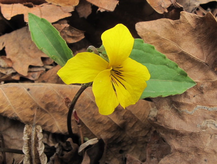 Image of Viola xanthopetala specimen.