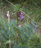 Vicia sepium