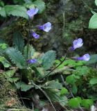 Haberlea rhodopensis