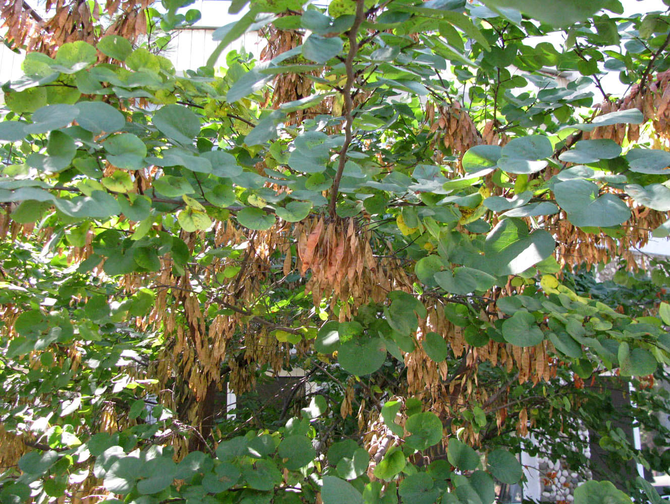 Image of Cercis siliquastrum specimen.