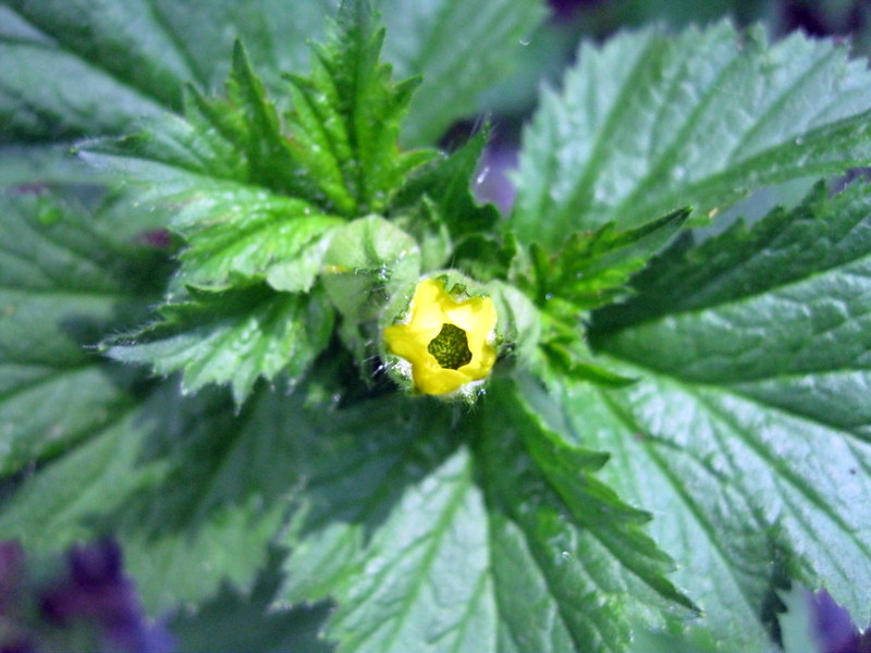 Image of Geum aleppicum specimen.