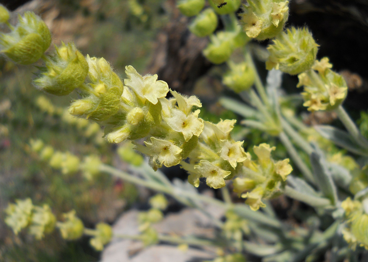 Изображение особи Sideritis catillaris.