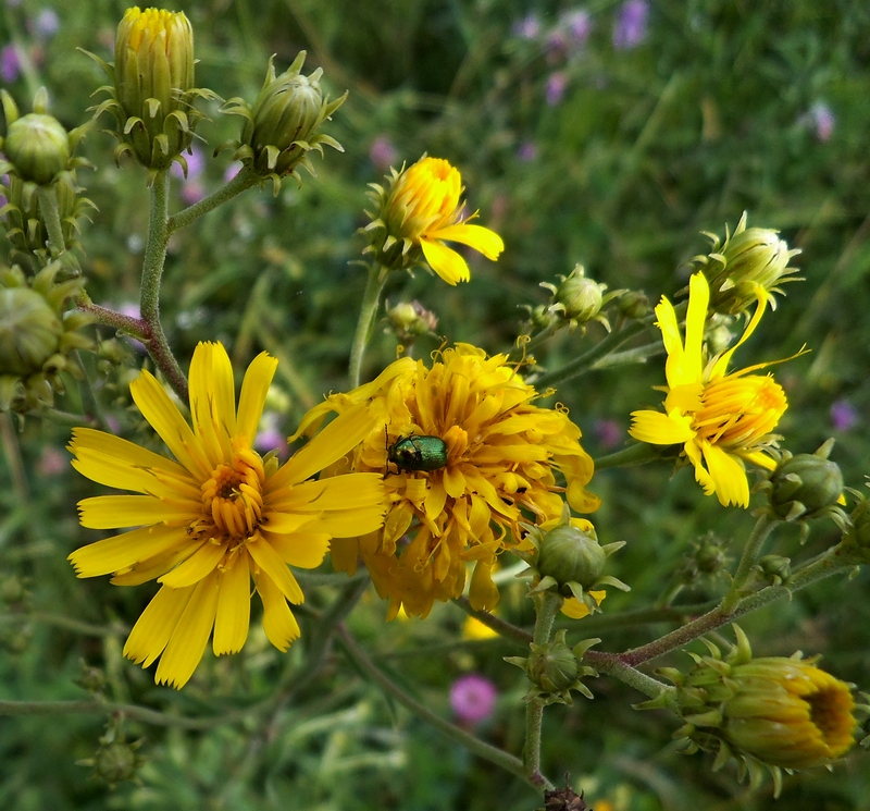 Изображение особи род Hieracium.