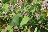 Cynanchum acutum