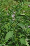 Mentha arvensis