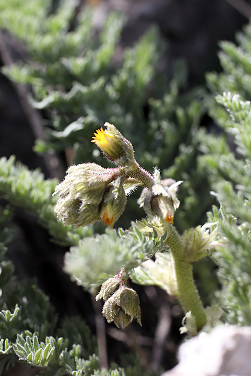 Image of Biebersteinia multifida specimen.