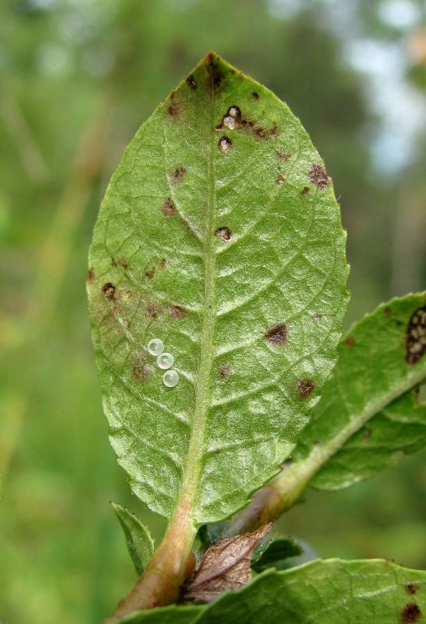 Изображение особи Salix myrsinites.