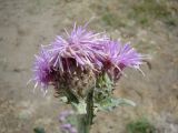 Saussurea prostrata