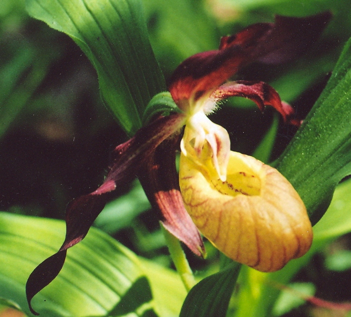 Изображение особи Cypripedium &times; ventricosum.