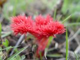 Paeonia tenuifolia