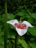 Tigridia pavonia