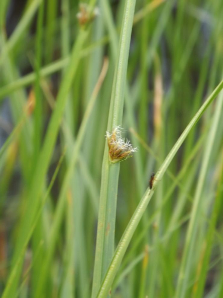 Image of Schoenoplectus ehrenbergii specimen.