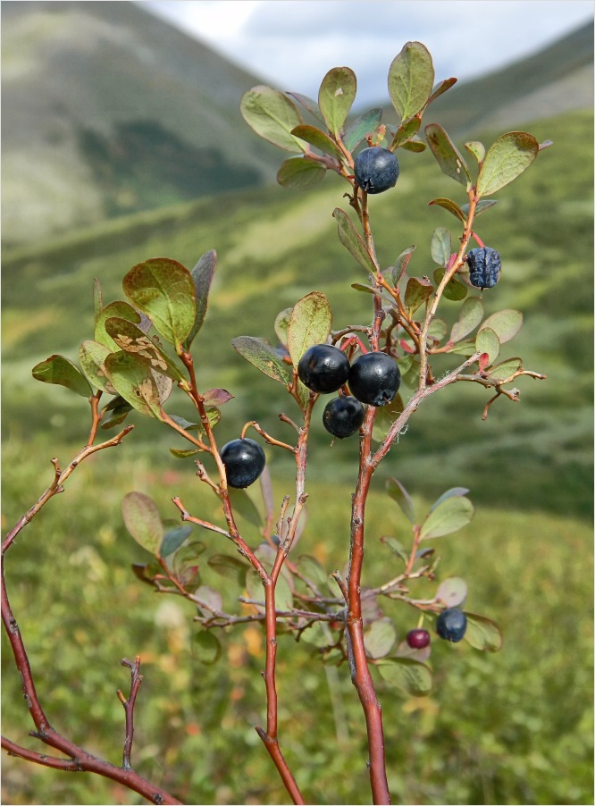 Image of Vaccinium uliginosum specimen.