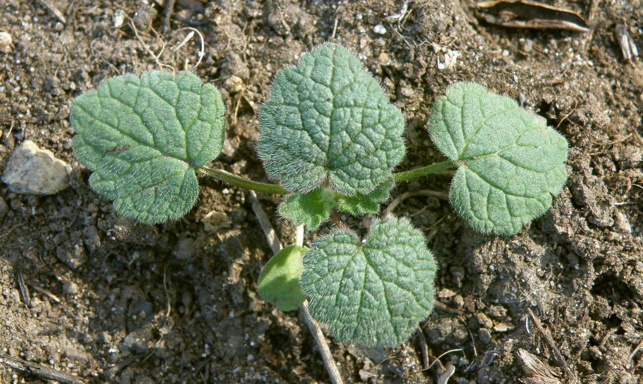 Image of Lamium purpureum specimen.