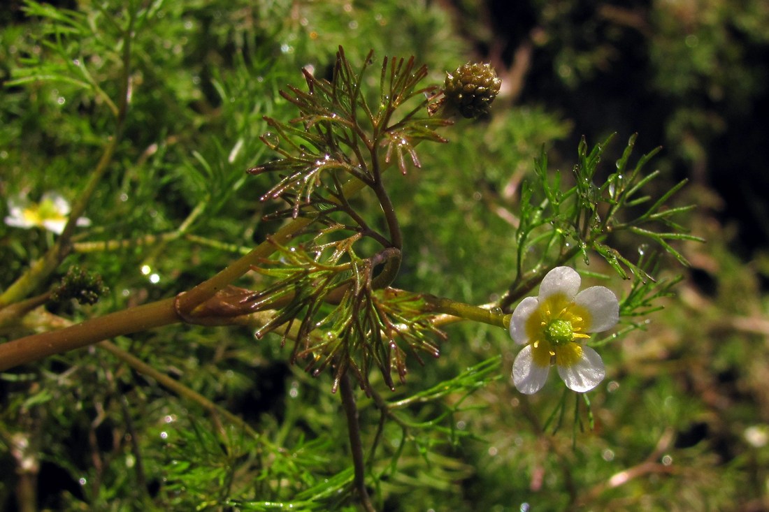 Image of Ranunculus rionii specimen.