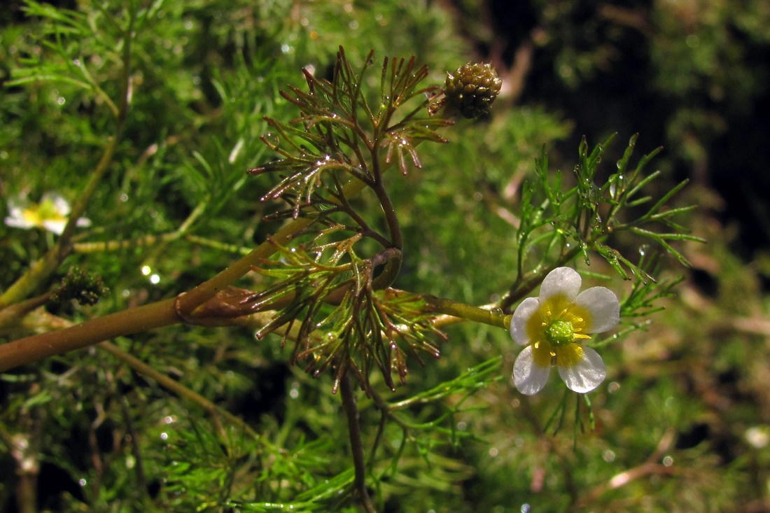 Изображение особи Ranunculus rionii.