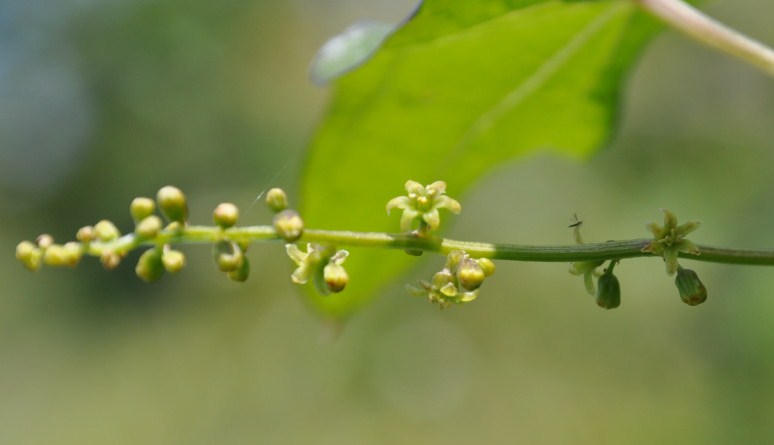 Image of Tamus communis specimen.