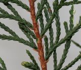 Chamaecyparis lawsoniana. Часть веточки ('Variegata'). Германия, г. Кемпен, в частном саду. 16.11.2012.