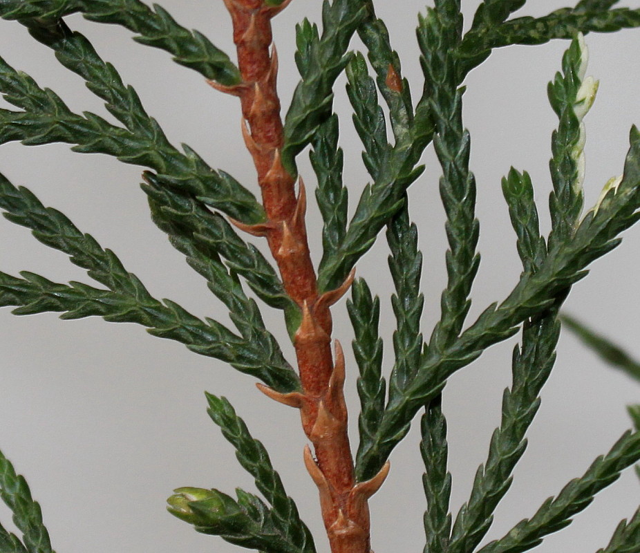 Image of Chamaecyparis lawsoniana specimen.