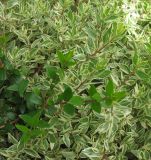 Myrtus communis