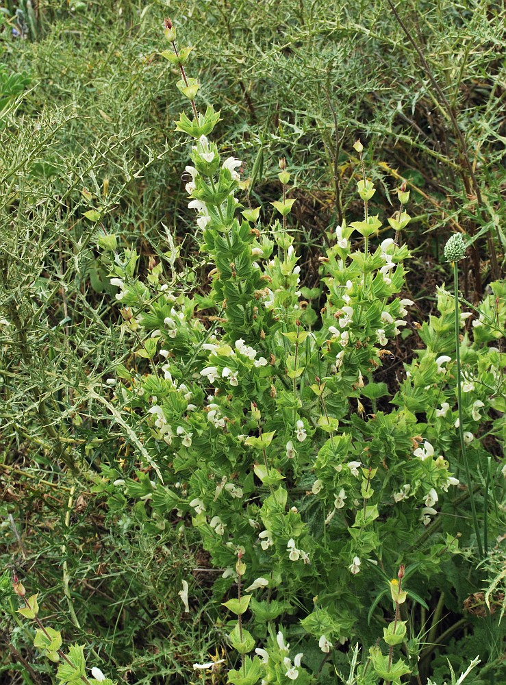 Изображение особи Salvia samuelssonii.