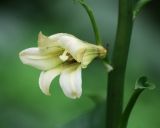 Cardiocrinum cordatum