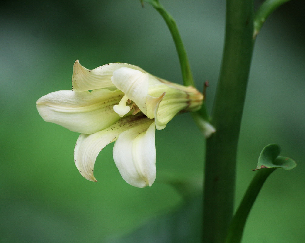 Изображение особи Cardiocrinum cordatum.