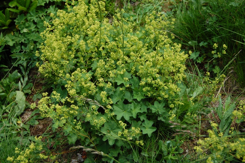 Изображение особи Alchemilla microdonta.