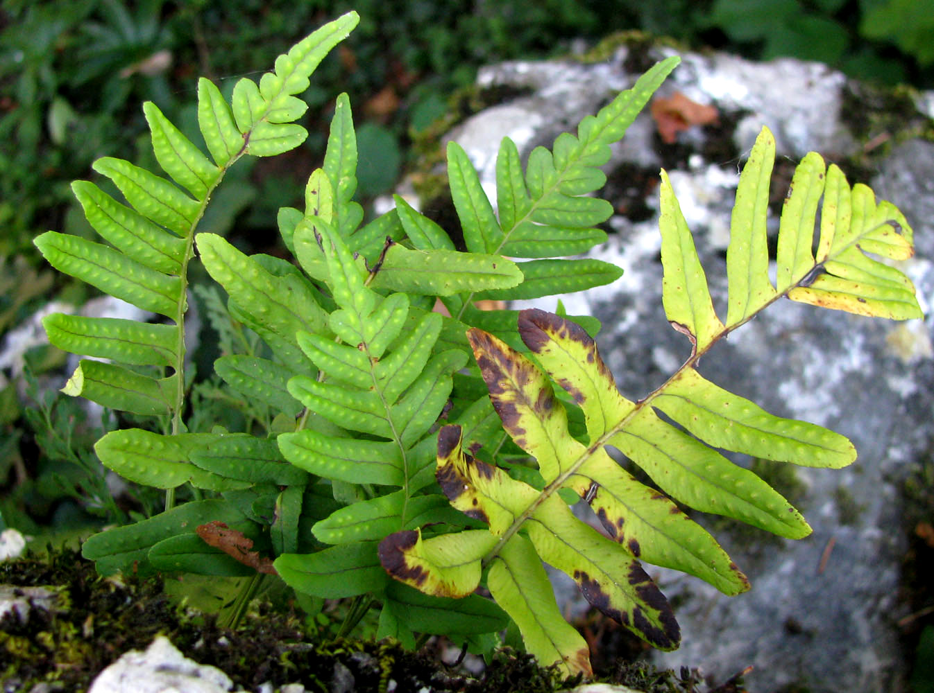 Image of Polypodium interjectum specimen.