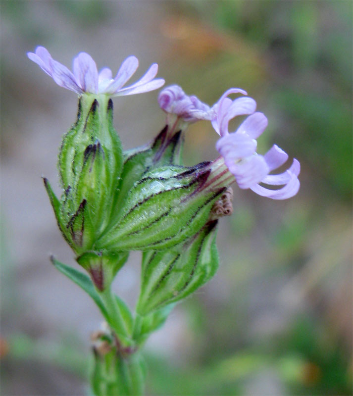 Изображение особи Silene apetala.