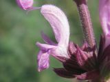 Salvia stepposa. Цветок. Украина, г. Запорожье, пос. Солнечный, балка. 14.07.2012.