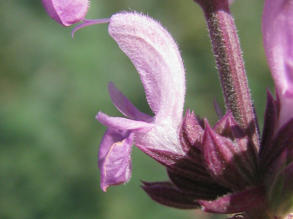Image of Salvia stepposa specimen.
