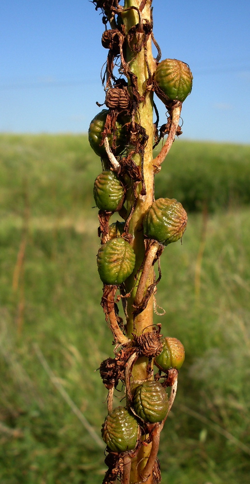 Image of Eremurus spectabilis specimen.