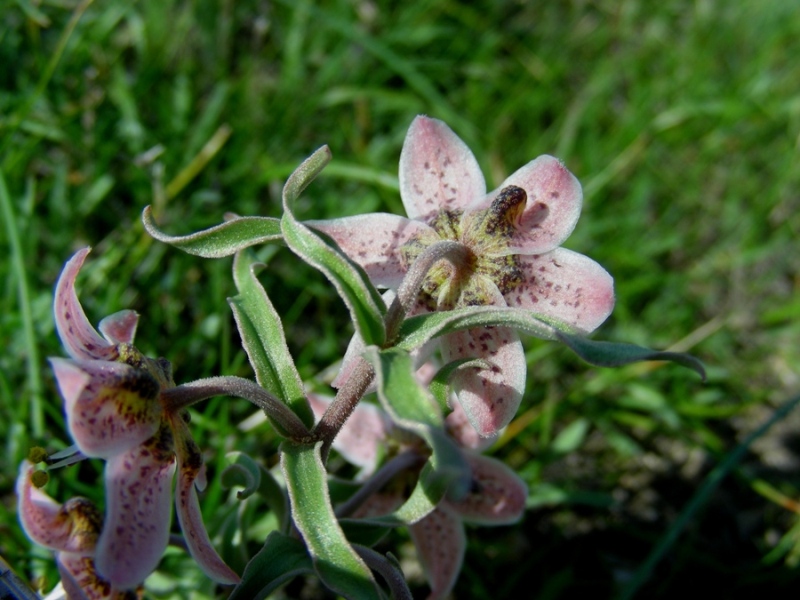 Изображение особи Rhinopetalum karelinii.