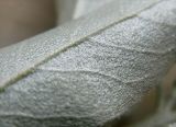 Elaeagnus angustifolia. Часть листа (вид с нижней стороны). Израиль, г. Беэр-Шева, городское озеленение. 09.04.2013.